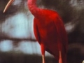 tn_scarlet_ibis