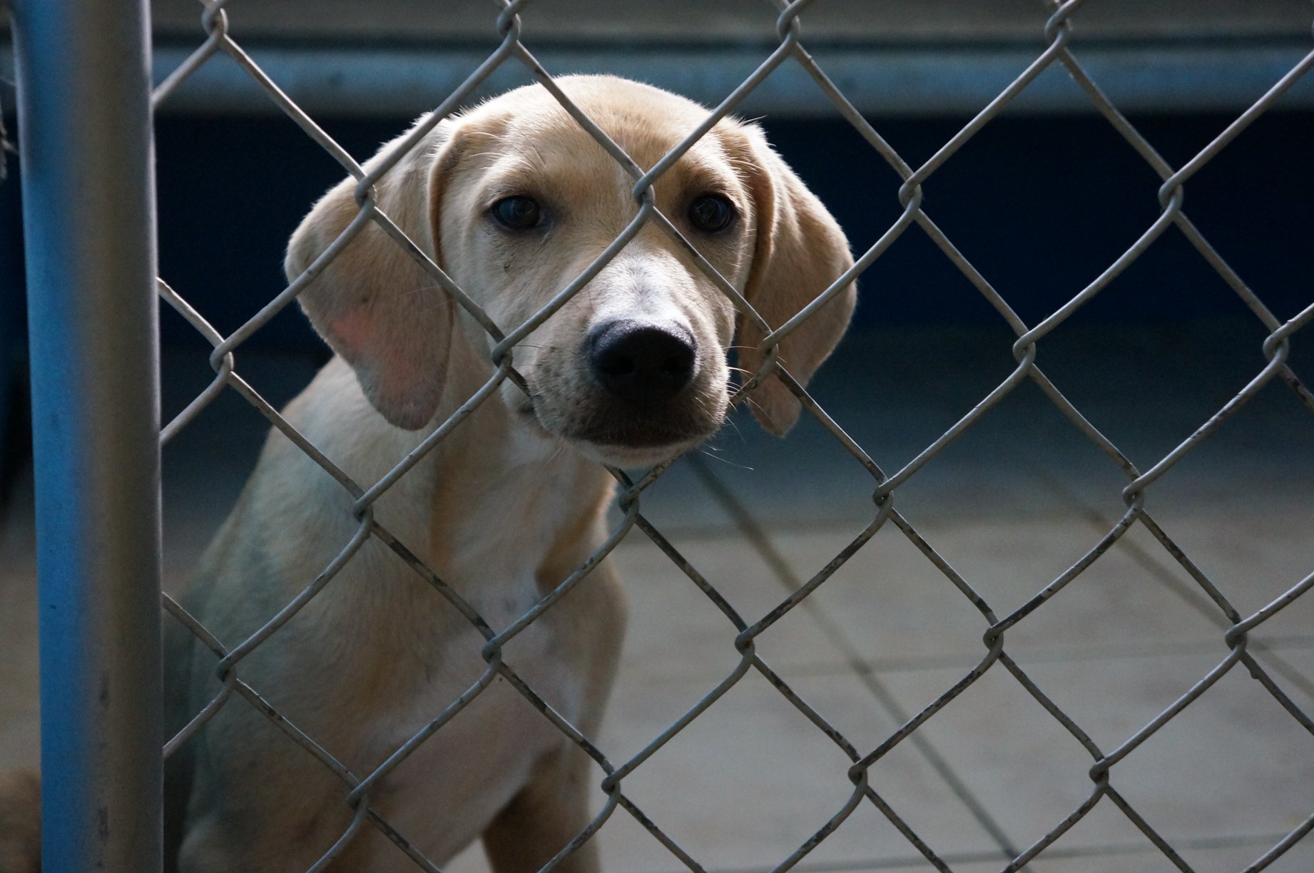 Visit to the TTSPCA | The Office of the President of the Republic of ...