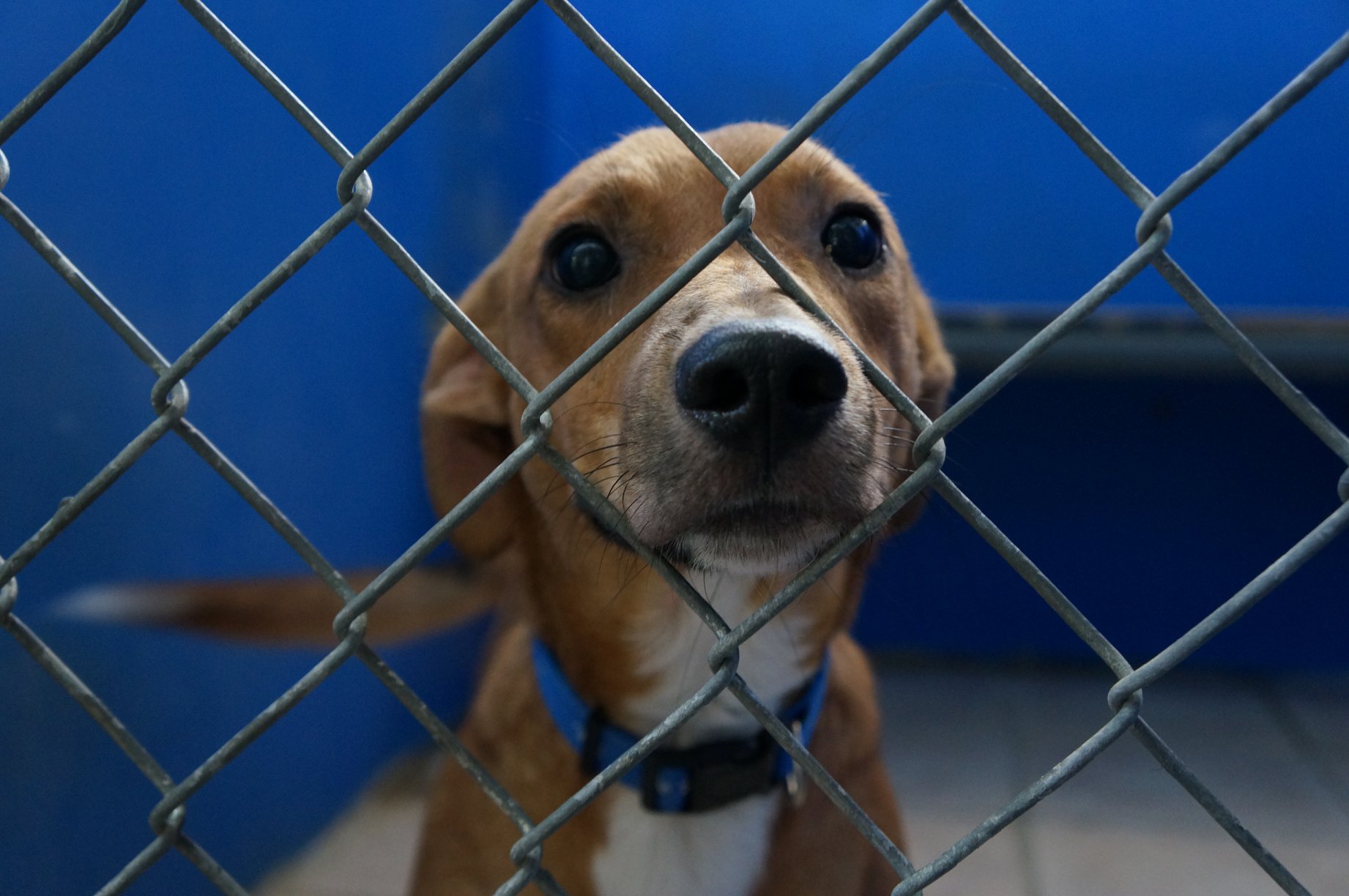 Visit to the TTSPCA | The Office of the President of the Republic of ...