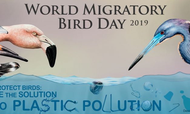 Message from President Weekes on World Migratory Bird Day